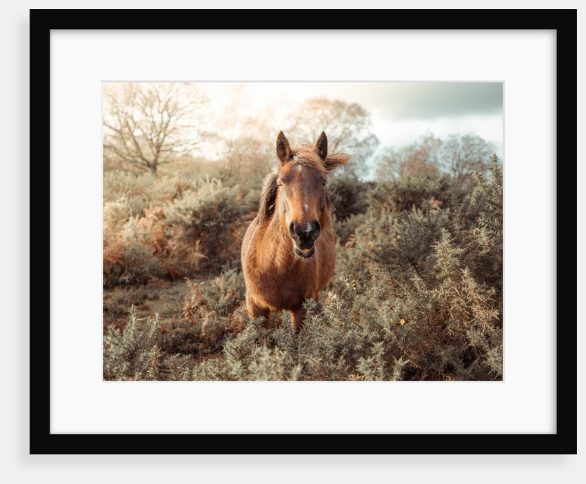 Horse in forest by Assaf Frank